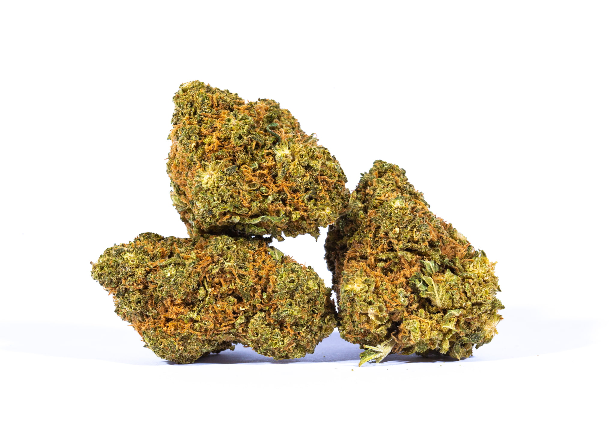 Panama Red (AA) Bloom Shop