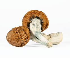 A-One Mushrooms - Golden Emperor
