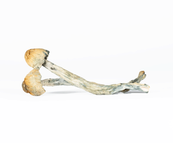 A-One Mushrooms - B Plus