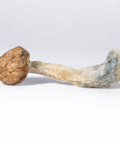 Penis Envy Mushrooms
