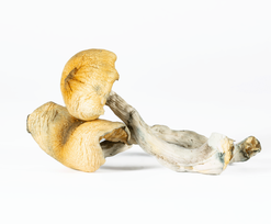 A-One Mushrooms - Steel Magnolia