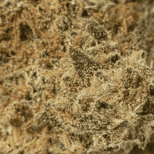 Grape God (AAA) - Image 5