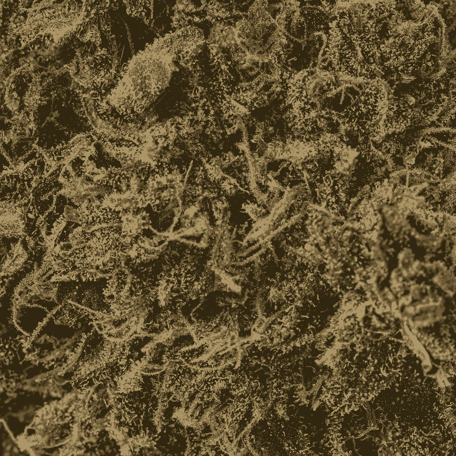 Valley Gas (AAAA) - Image 4