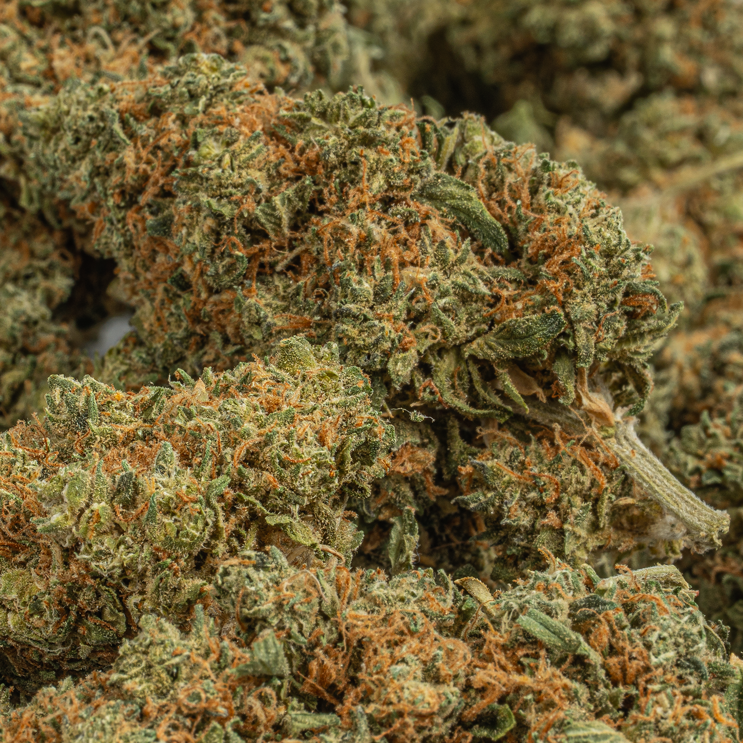 Lamb's Bread (AA+) - Image 2