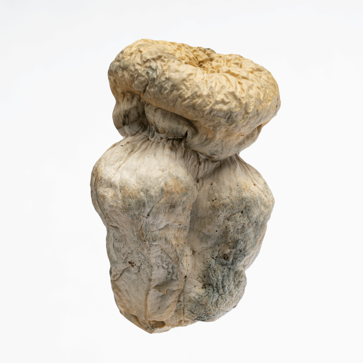 SV-13 Albino Mushrooms - Image 3