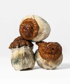 Texas Yellow Caps Mushrooms