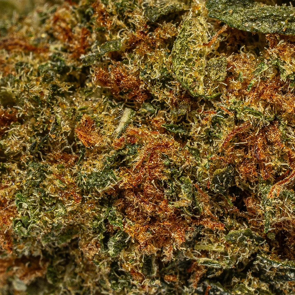 Penelope (AA) - Image 4