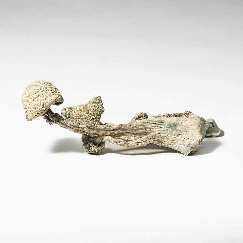 Albino Penis Envy (A.P.E) Mushrooms - Image 3