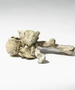 Albino Penis Envy (A.P.E) Mushrooms