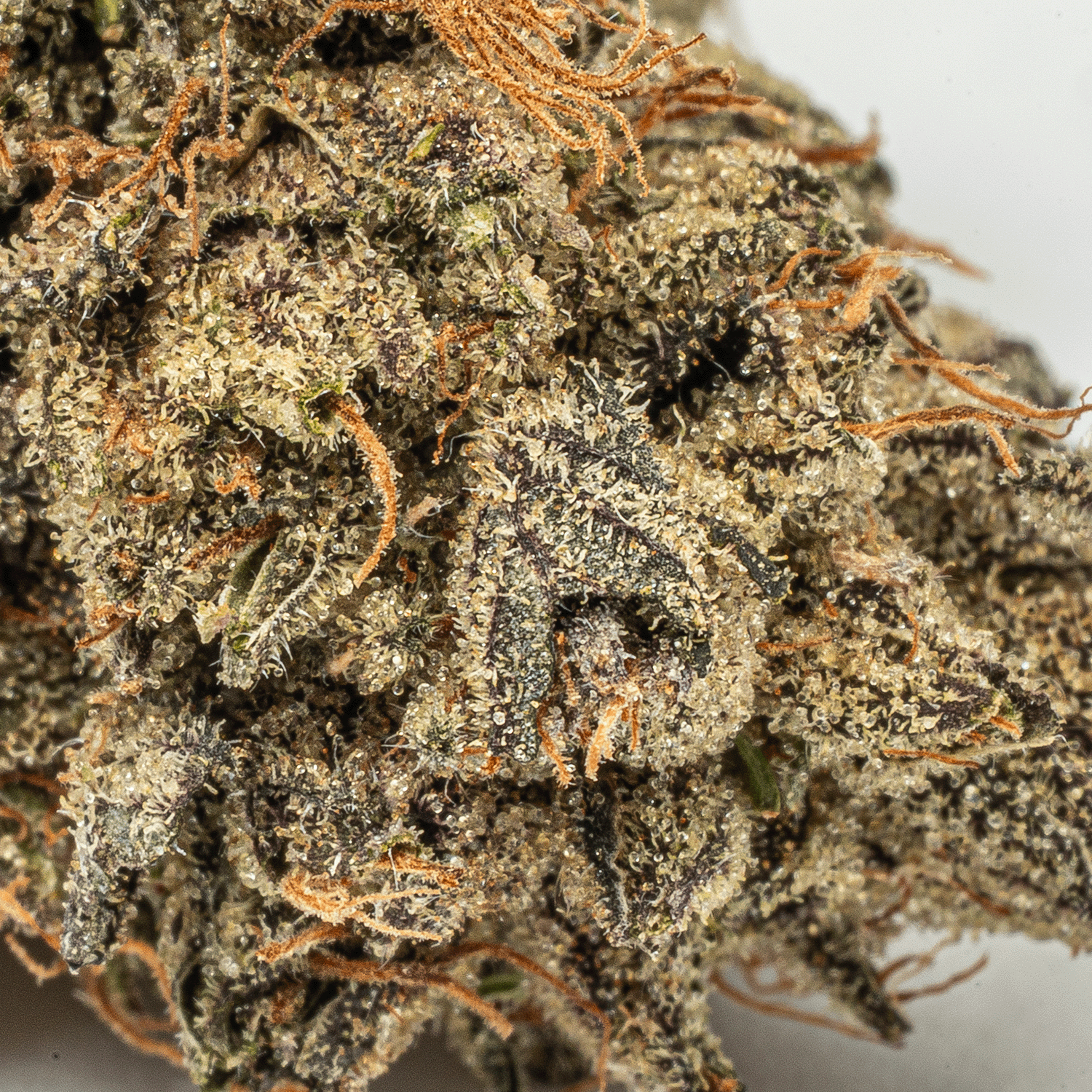 Purple Picasso (AA+) - Image 5