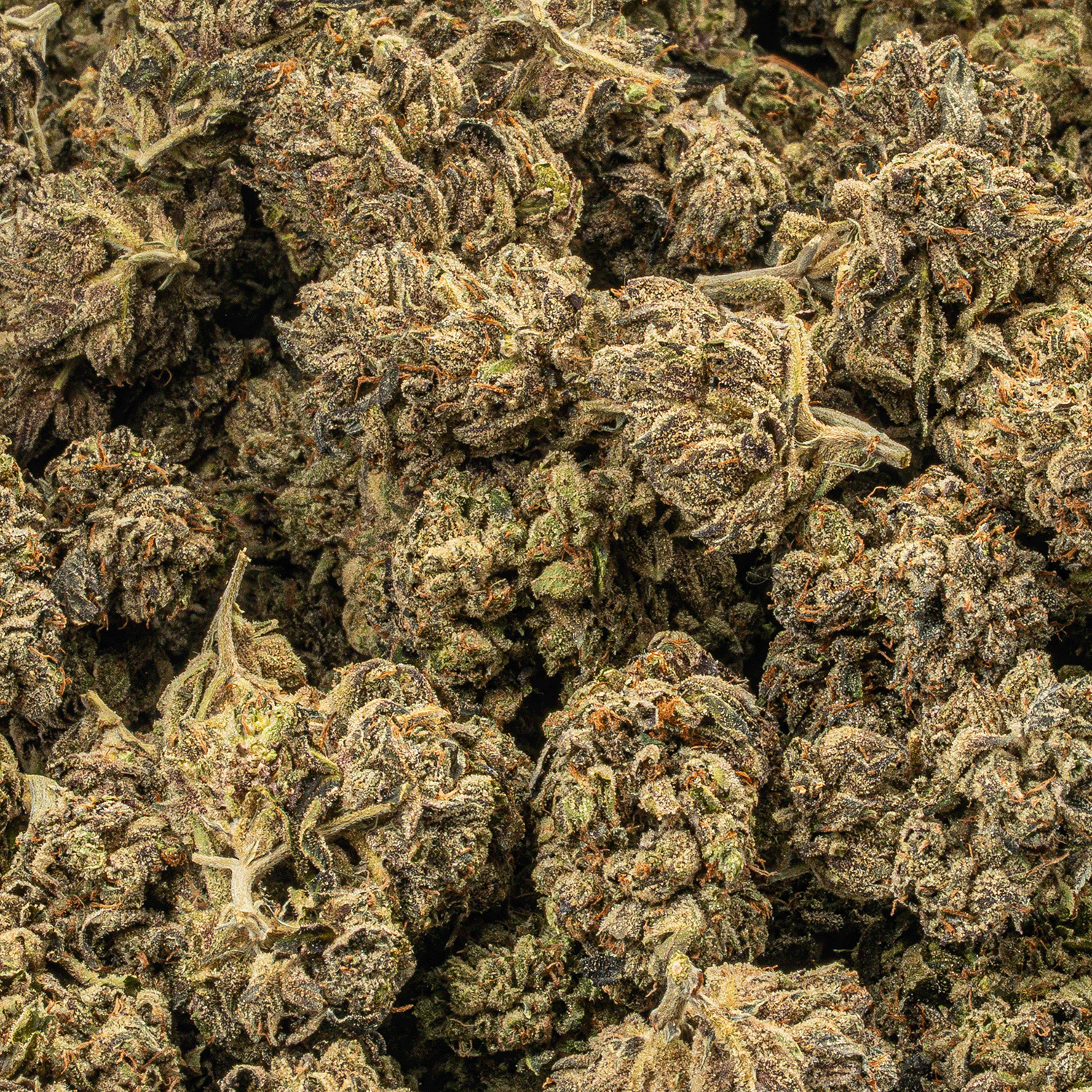 Purple Picasso (AA+) - Image 4