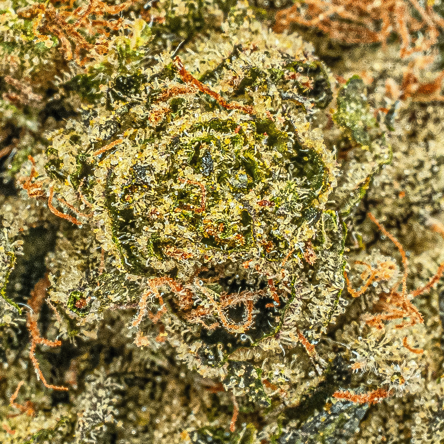 Starfighter (AA+) - Image 4