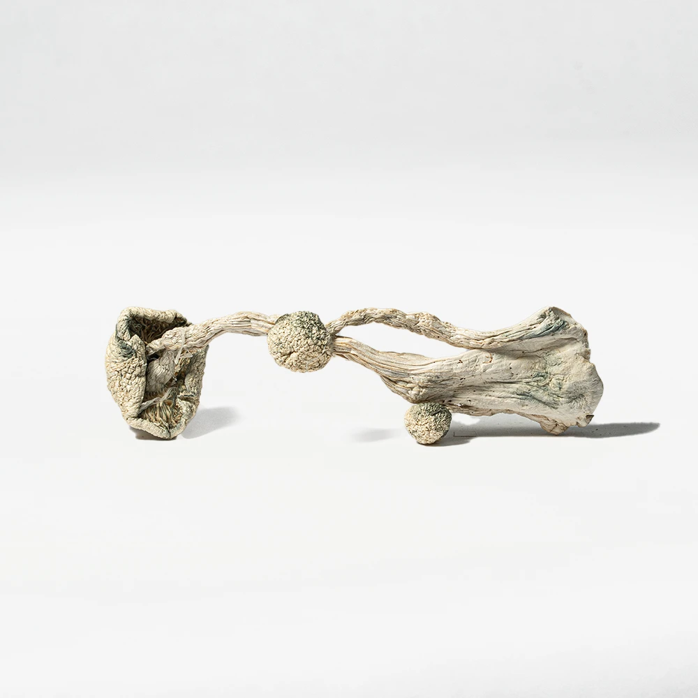 Albino Extraterrestrial Mushrooms - Image 2