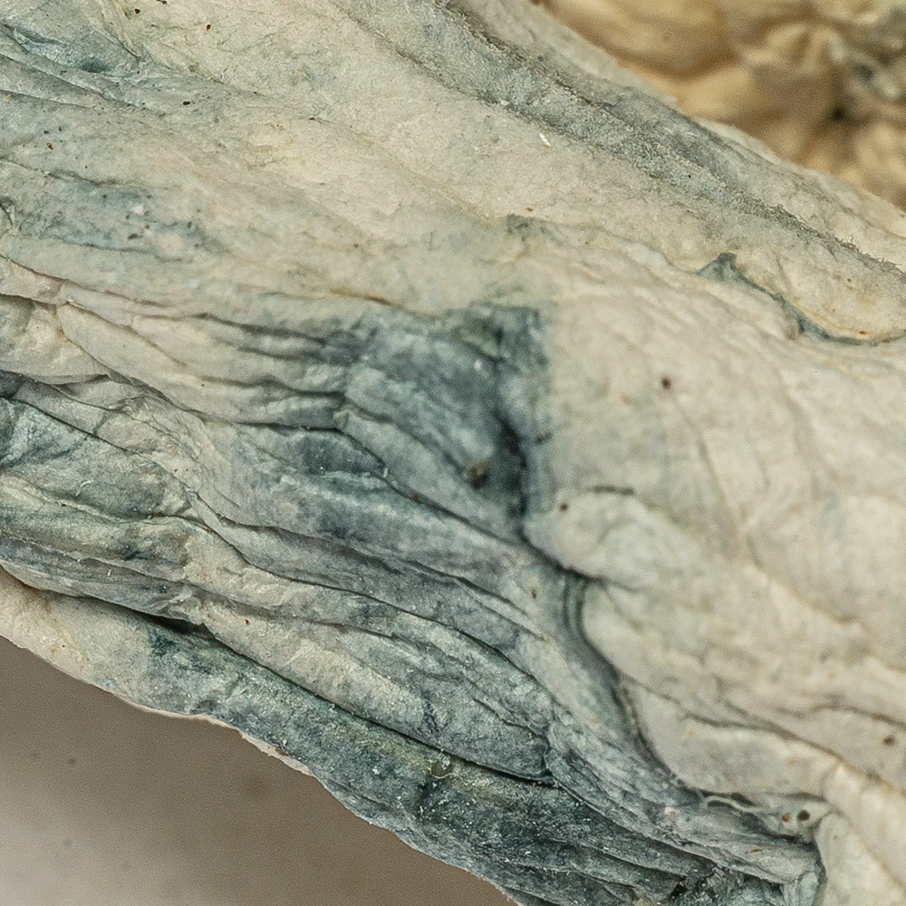 Albino Extraterrestrial Mushrooms - Image 3