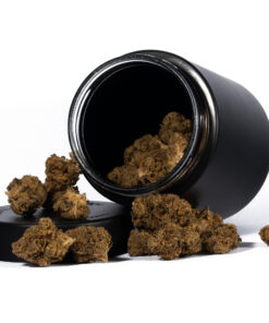 Motor Breath is a potent hybrid strain known for its pungent diesel aroma, earthy undertones, and heavy-hitting effects. A cross between Chemdog and SFV OG Kush, it delivers a strong euphoric rush followed by deep body relaxation, making it a popular choice for evening sessions and experienced users seeking a powerful, gassy smoke.