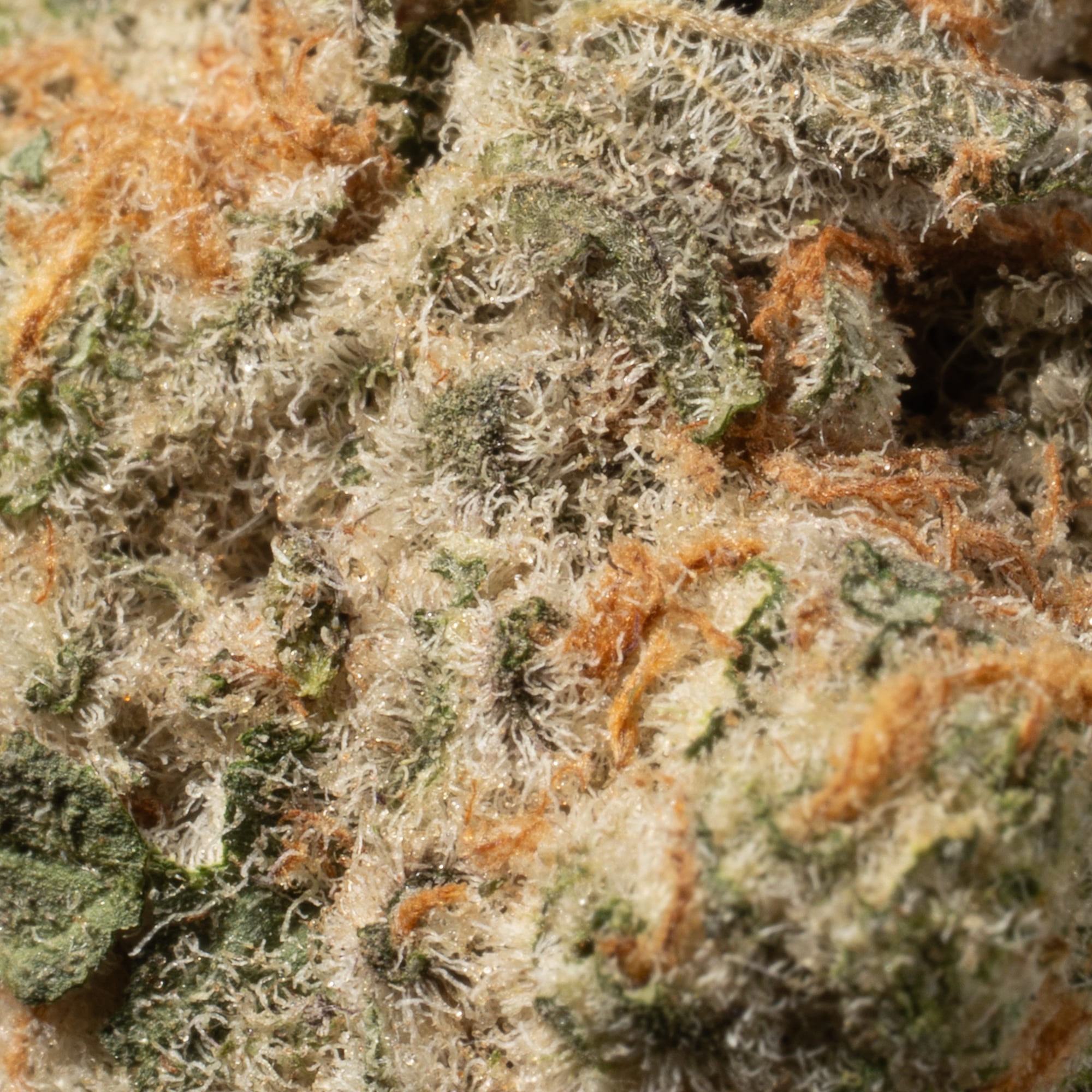 London Poundcake (AAA) - Image 5