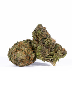 Lemon Sweet Skunk (AAA)
