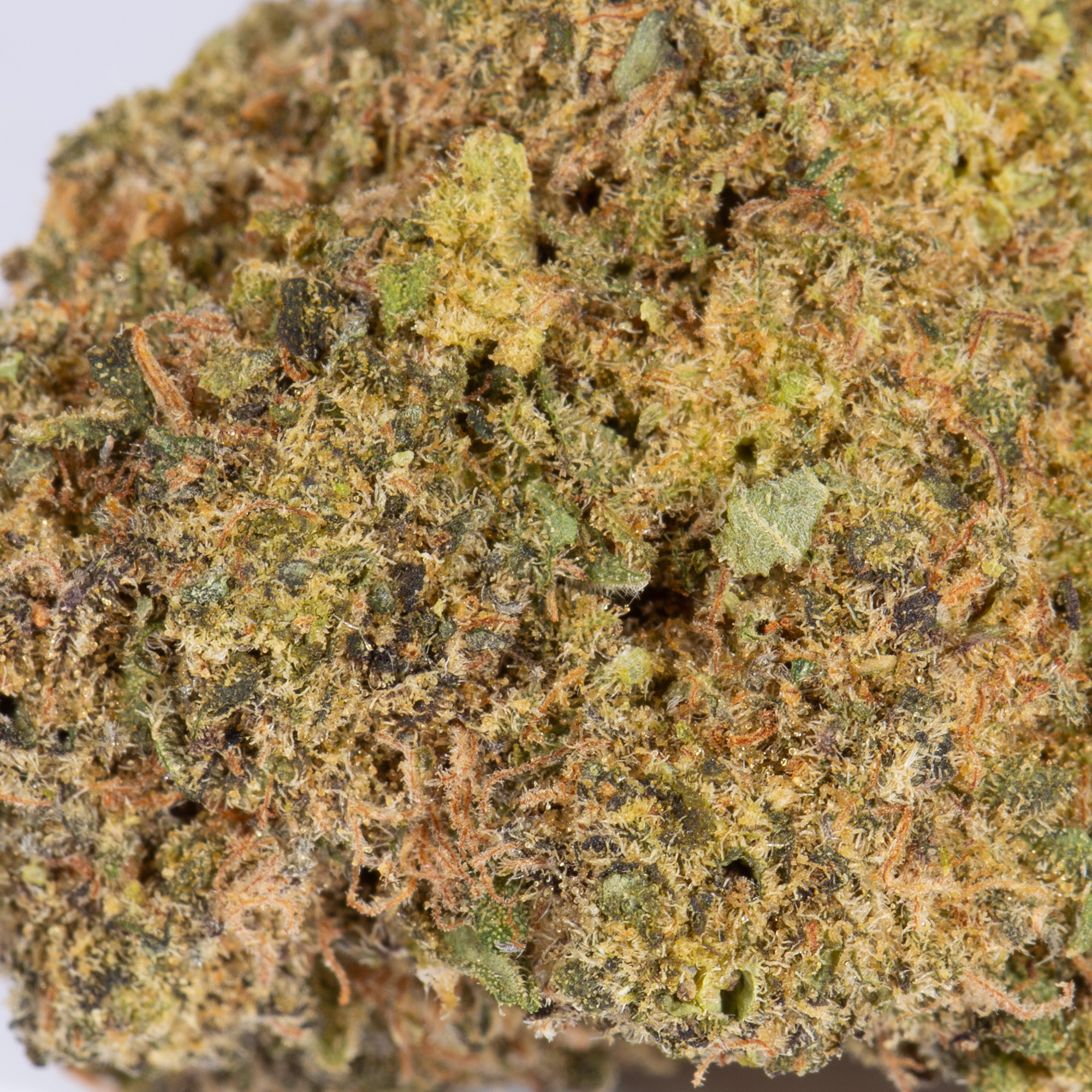 Mandarin Punch (AA) - Image 4