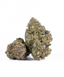 Papaya (AAAA+)