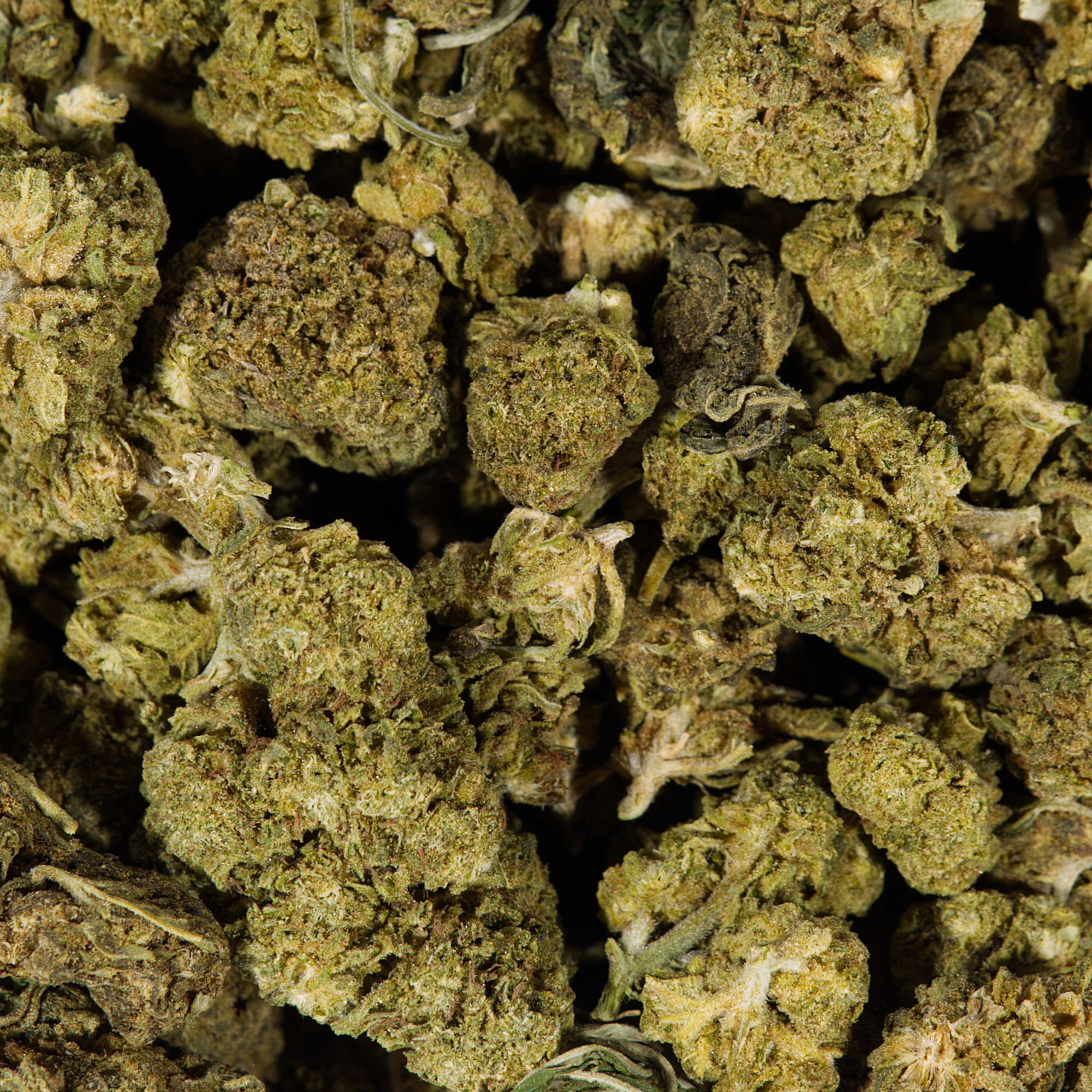 Cherry OG (AA) - Image 4